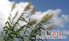 芦花飘是什么季节 芦花飞时是什么季节
