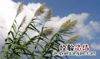 芦花飘是什么季节 芦花飞时是什么季节