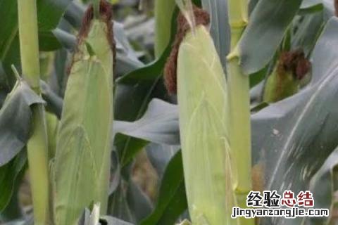 凤玉88玉米品种 凤玉88玉米品种百度百科