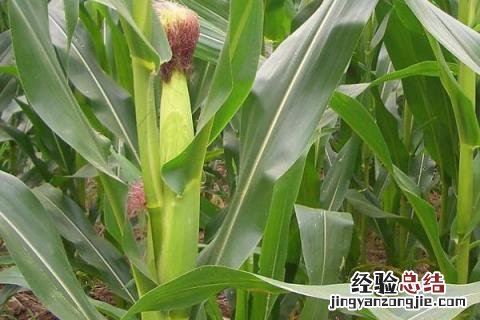凤玉88玉米品种 凤玉88玉米品种百度百科