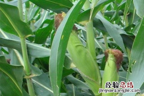 凤玉88玉米品种 凤玉88玉米品种百度百科