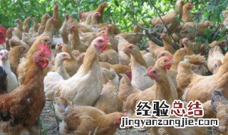 养鸡成本利润计算 估算大概多少