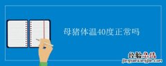 猪的体温40度正常吗 母猪体温40度正常吗