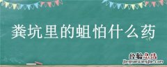 粪坑里的蛆怕什么药 粪坑里的蛆虫用什么药杀死