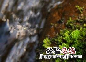 黄茶的功效作用有哪些? 黄茶有哪些功效与作用