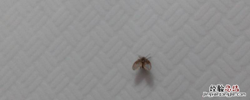 厕所里面的黑色的虫子叫什么 厕所里的黑色长虫子叫什么