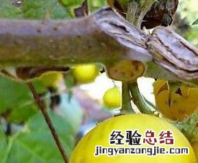 野生茄子的功效和作用