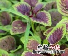 紫苋菜的功效与作用 紫苋菜的功效与作用图片