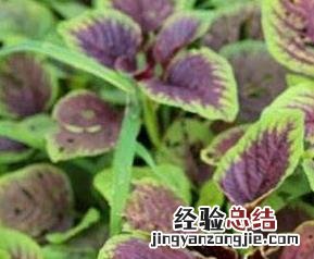 紫苋菜的功效与作用 紫苋菜的功效与作用图片