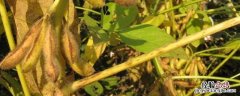 大豆虫害打什么农药，什么时间打防虫药合适