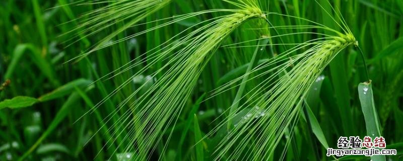 青稞种植业生产特点，青稞适合哪些地区种植