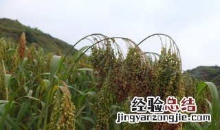 北方农作物是什么 北方地域多大