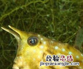 彭鱼肉的功效与作用 彭鱼肉的功效与作用图片