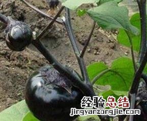 紫圆茄子的功效与作用 紫茄子的功效是什么