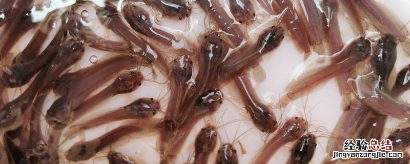 塘角鱼苗吃什么饲料，塘角鱼苗大量死亡是什么原因