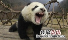 无价之宝是代表什么动物 无价之宝是指什么动物