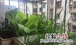 用泡沫箱种菜底下需要扎孔吗 用泡沫箱种菜要打孔吗