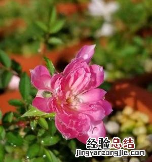 姬月季如何养 姬月季如何养出老桩