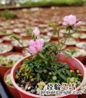 姬月季如何养 姬月季如何养出老桩
