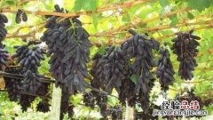 极早熟葡萄新品种有哪些呢 极早熟葡萄新品种有哪些
