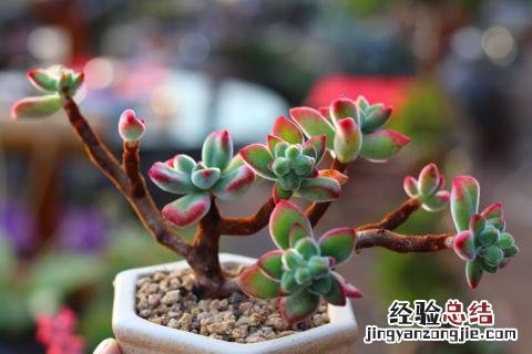 多肉植物的种类有哪些图片 多肉植物的种类有哪些