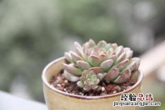 多肉植物的种类有哪些图片 多肉植物的种类有哪些