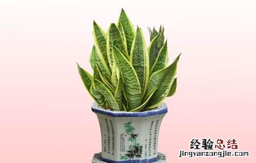 卧室里适合养什么样的植物 卧室里适合养什么样的植物风水好