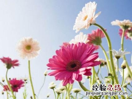 卧室里适合养什么样的植物 卧室里适合养什么样的植物风水好