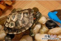 乌龟怎么养才能快速长大 乌龟怎么养