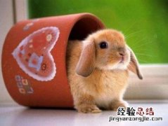 兔子怎么养成活率高 兔子怎么养