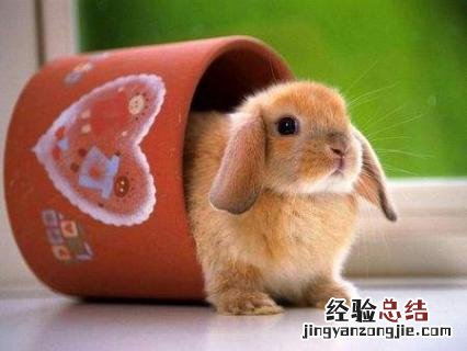 兔子怎么养成活率高 兔子怎么养