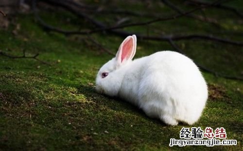 兔子怎么养成活率高 兔子怎么养