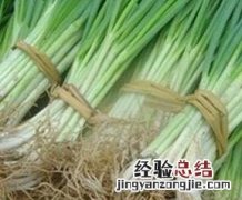 怎样种四季葱又好又快 怎样种四季葱又好又快呢