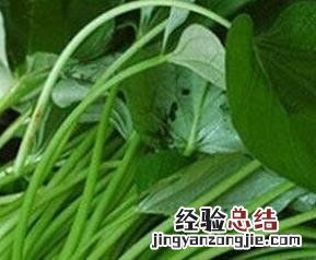 紫薯叶的功效与作用 新鲜紫苏叶的功效与作用