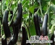 紫色茄子的功效与作用 紫色茄子的功效与作用图片