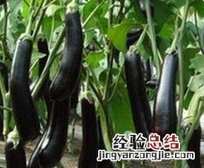 紫色茄子的功效与作用 紫色茄子的功效与作用图片