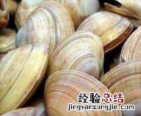 蛤蜊壳的功效与作用
