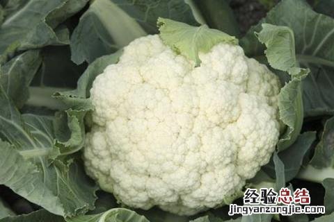 小满前后种什么农作物 小满的农作物