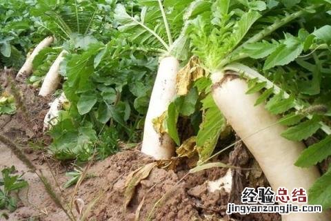 小满前后种什么农作物 小满的农作物