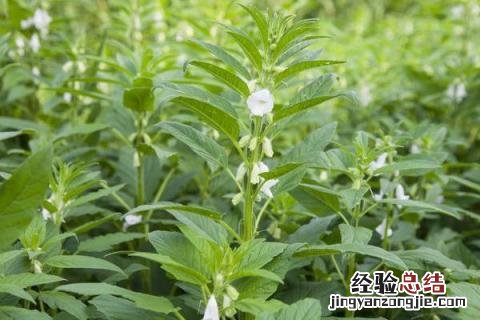 小满前后种什么农作物 小满的农作物