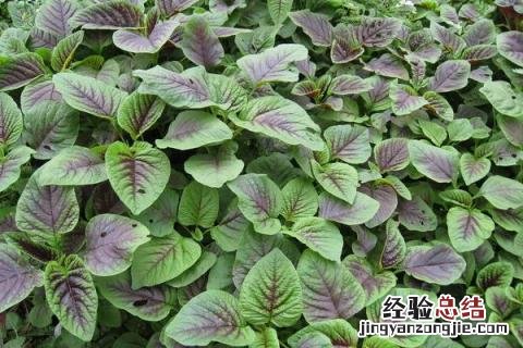 小满前后种什么农作物 小满的农作物
