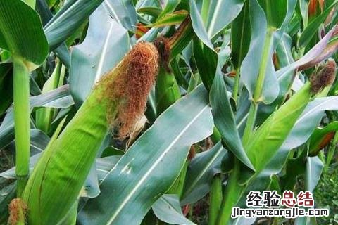 小满种什么农作物 小满的农作物