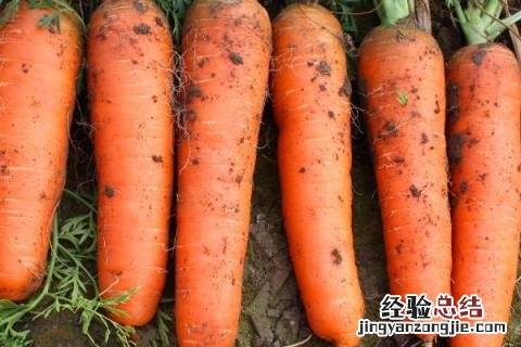 小满种什么农作物 小满的农作物