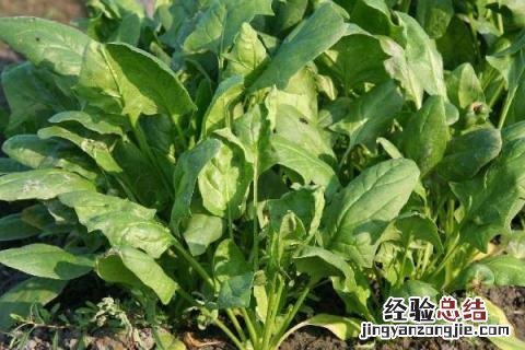 小满种什么农作物 小满的农作物