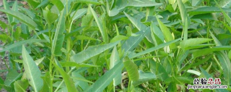 小满 农作物 小满种植什么作物