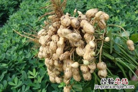 小满 农作物 小满种植什么作物