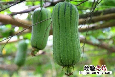 小满 农作物 小满种植什么作物