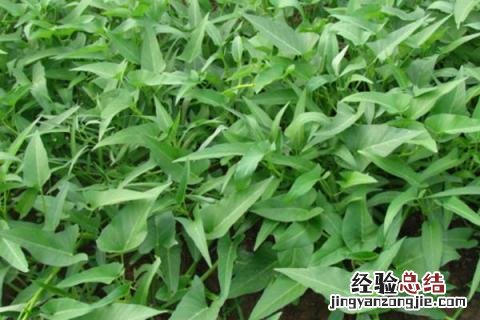 小满 农作物 小满种植什么作物