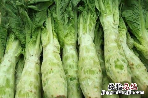 小满 农作物 小满种植什么作物