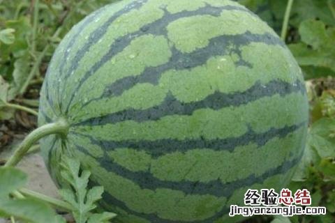 小满 农作物 小满种植什么作物